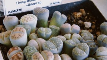 Berkenalan dengan Tanaman Hias Lithops yang Terlihat Seperti Batu Cantik