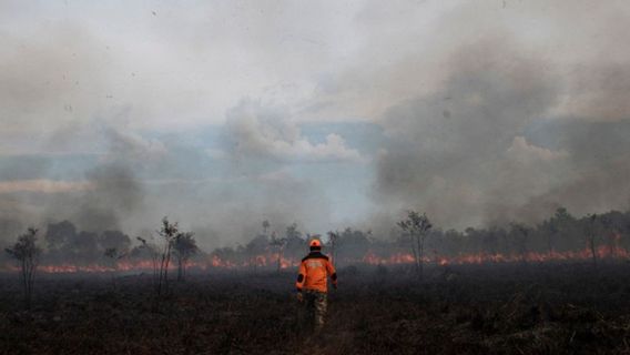 BNPB Orders BPBD To Prevent Forest And Land Fires Early, Here Are The Steps