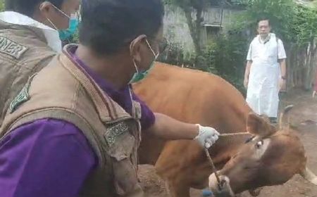 35 Sapi Mati, Disnakkan Situbondo Kirim Sampel Darah Sapi Terindikasi PMK