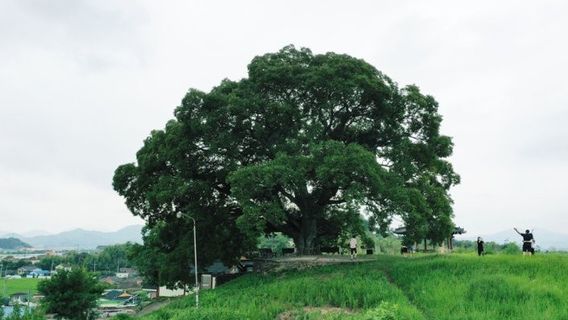 在韩剧《非凡律师》中很受欢迎，昌原有500年历史的黑莓树挤满了游客