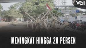 VIDEO: Jelang HUT RI, Penjualan Pohon Pinang Meningkat