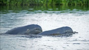 ペスト・マハカムは絶滅の危機にしており、KLHは水上輸送のラリンと同時に生息地の手配を奨励