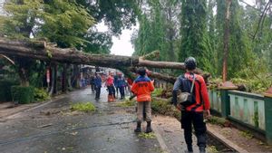 Pohon Besar Tumbang Timpa Markas Batalyon Armed 13 Sukabumi, Tidak Ada Korban Jiwa