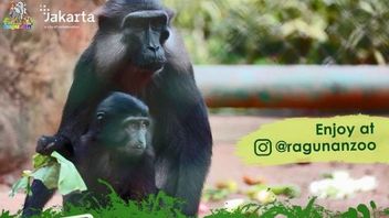 TM Ragunan تحسين السياحة الافتراضية لعلاج شوق الناس لمختلف الحيوانات