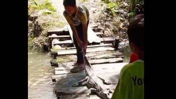 Don't Be Imitated, This Boy In North Sumatra's Labura Is Desperate To Catch Crocodiles