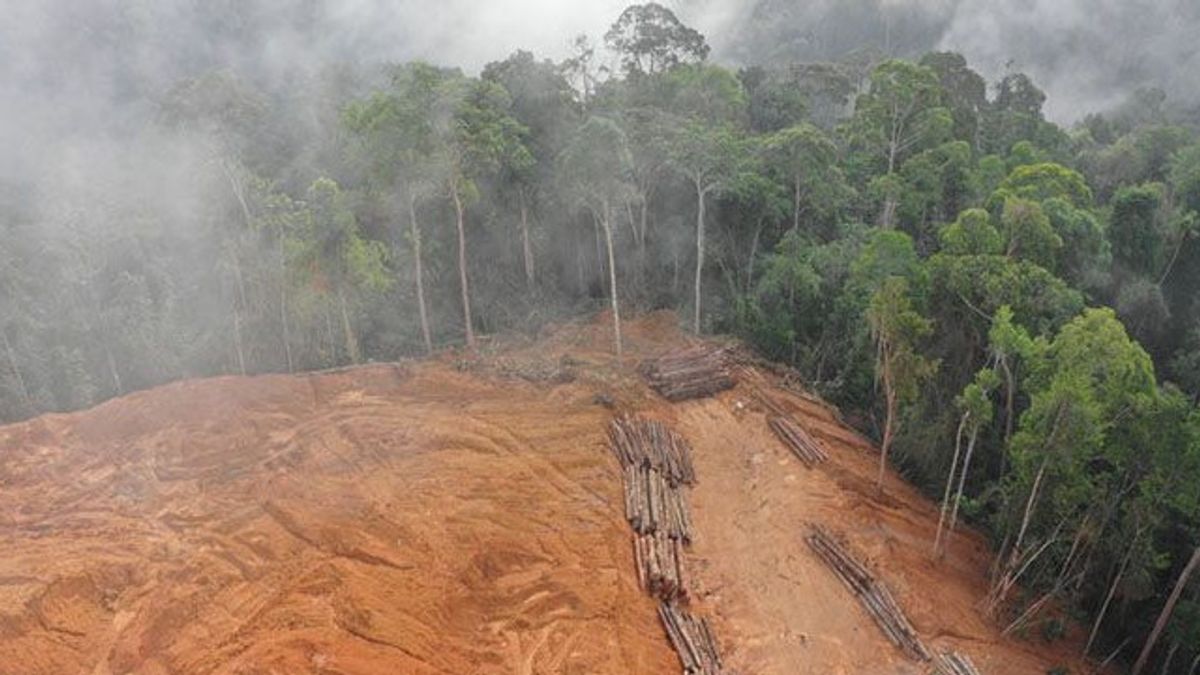 Rawa Singkil Wildlife Sanctuary Forest In Aceh Experiences Deforestation Of 1,324 Hectares