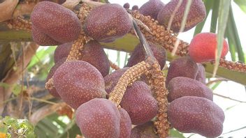 Zuriat Fruit: Ingredients, Benefits, And How To Consume It For Health