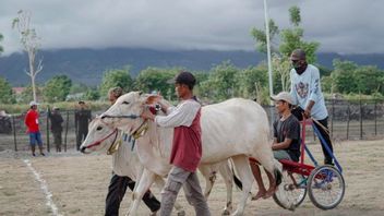 Lomba Karapan Sapi, Daya Tarik Wisata Baru di Kabupaten Sigi