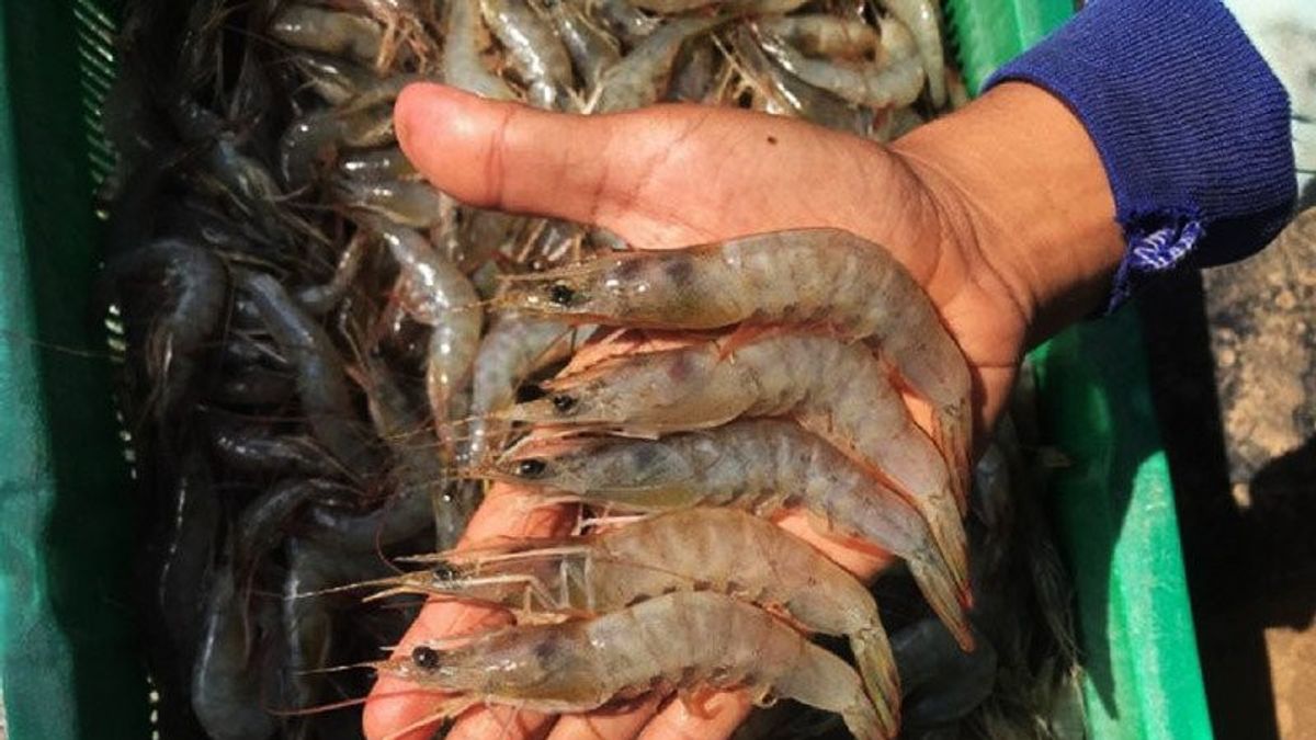 インドネシアのエビの米国への輸出は、放射性のCS-137所見にもかかわらず16.3%増加した。
