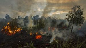 Petugas Gabungan Kembali Dikerahkan Padamkan Kebakaran Gunung Walat Sukabumi
