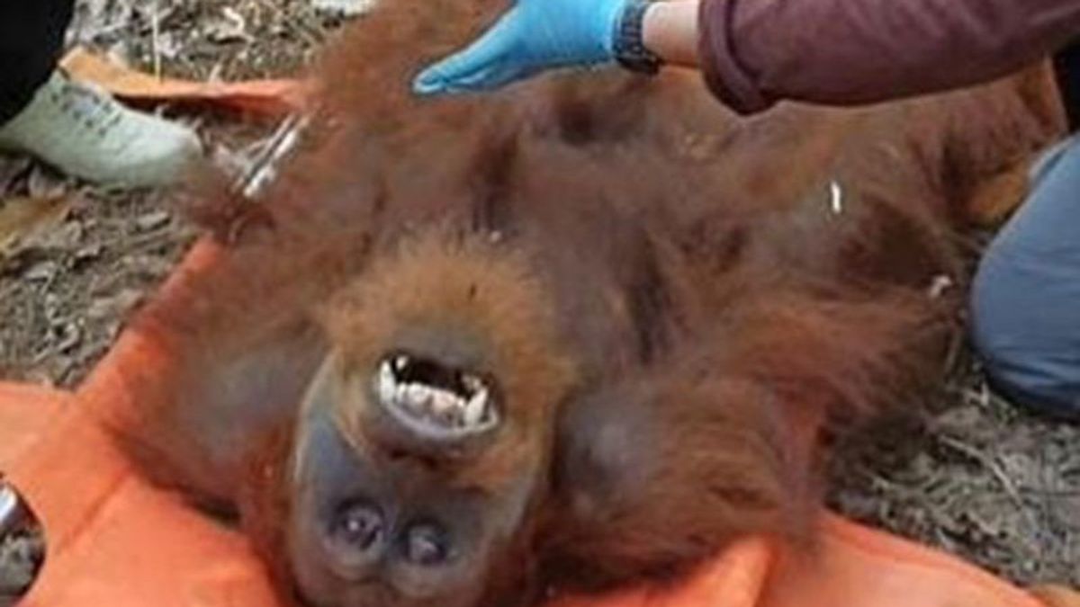 Aceh BKSDA Evacuates Sumatran Orang Utan Who Is Trapped In Residents' Plantations