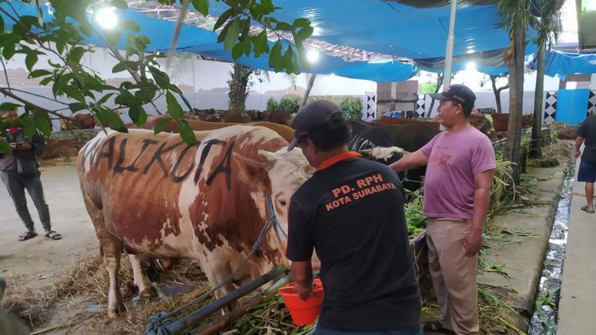 Wali Kota Surabaya Pesan 4 Sapi Kualitas Premium untuk Kurban