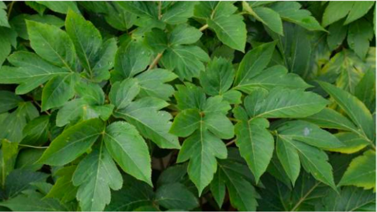 阿希塔巴，一种让日本人长寿的植物
