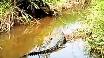 Residents Of Housing In Tanjungpinang Restless Crocodile Appears To Swamp Surface
