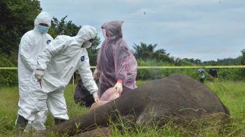 在过去9年中，25头苏门答腊大象死在亚齐，惨遭杀害