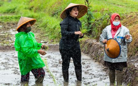 Hujan Deras, Puan Maharani Nyemplung ke Sawah Tanam Padi di Yogya