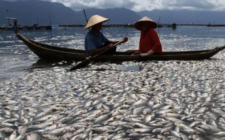 Lima Ton Ikan Danau Maninjau Agam Mati Dampak Angin Kencang