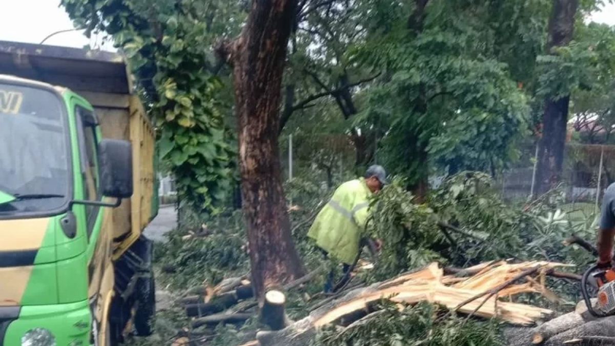 ジャカルタの豪雨で木々が倒れ、4台の車両を上書き