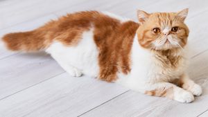 8 Jenis Ras Kucing Kaki Pendek yang Lucu dan Menggemaskan