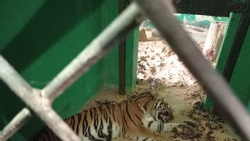 Apport De Vitamines Et De Poulets Vivants 3-4 Queues Par Jour, L’état Du Tigre De Sumatra à BKSDA Jambi Commence à S’améliorer