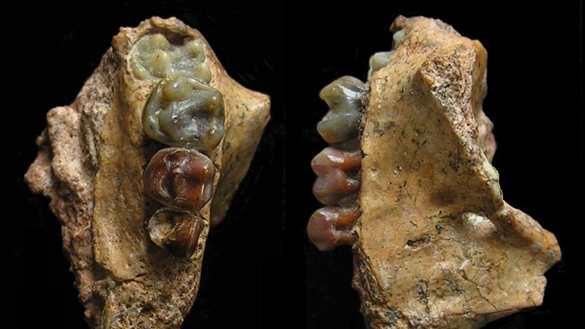 Fosil Nenek Moyang dari Kera Ditemukan di China