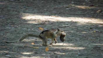 Californie : une première fois qu'on mange un autre animal enrôlé