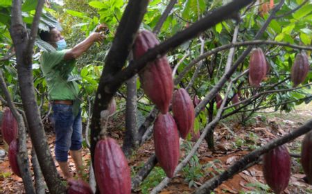 Zulhas Sebut Pengelolaan Komoditas Kakao dan Kelapa Bakal Dilakukan BPDPKS