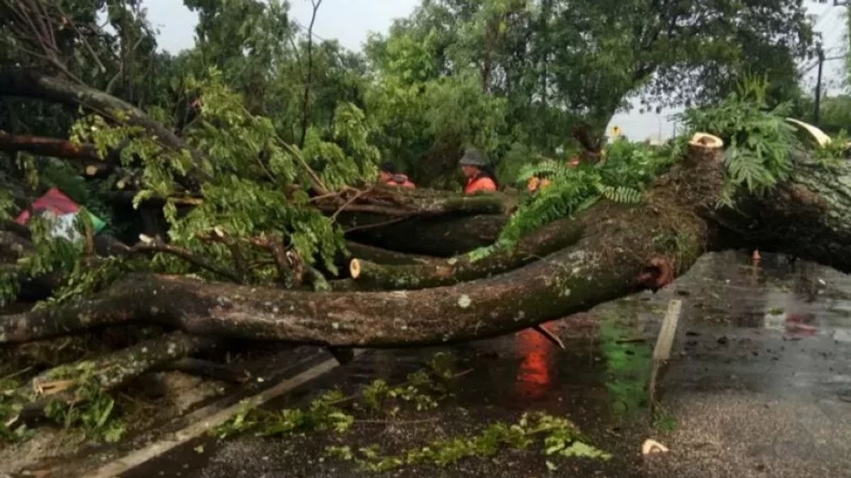 Mother And Child Car Driver Killed By Falling Tree Due To Strong Winds Hit Bengkulu