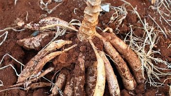 Ministry Of Agriculture Sets Cassava Price To IDR 1,350 Per Kg