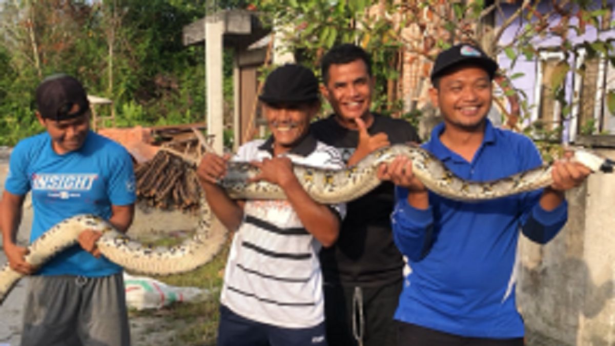 Residents Of Kampar Leave The 5-meter Piton Snake To The Riau BBKSDA