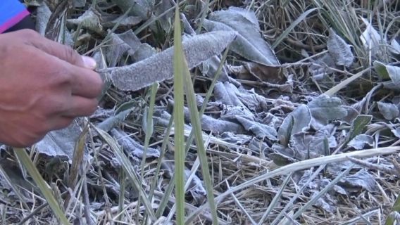 The Ice Dew Phenomenon Appears Due To Extreme Weather In Bromo