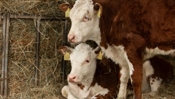 rénal : les mauvais traces d'animaux malades : faites attention avant d'acheter