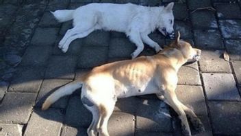 今遊んでいる:クタバリで毒殺された2匹の死んだ犬