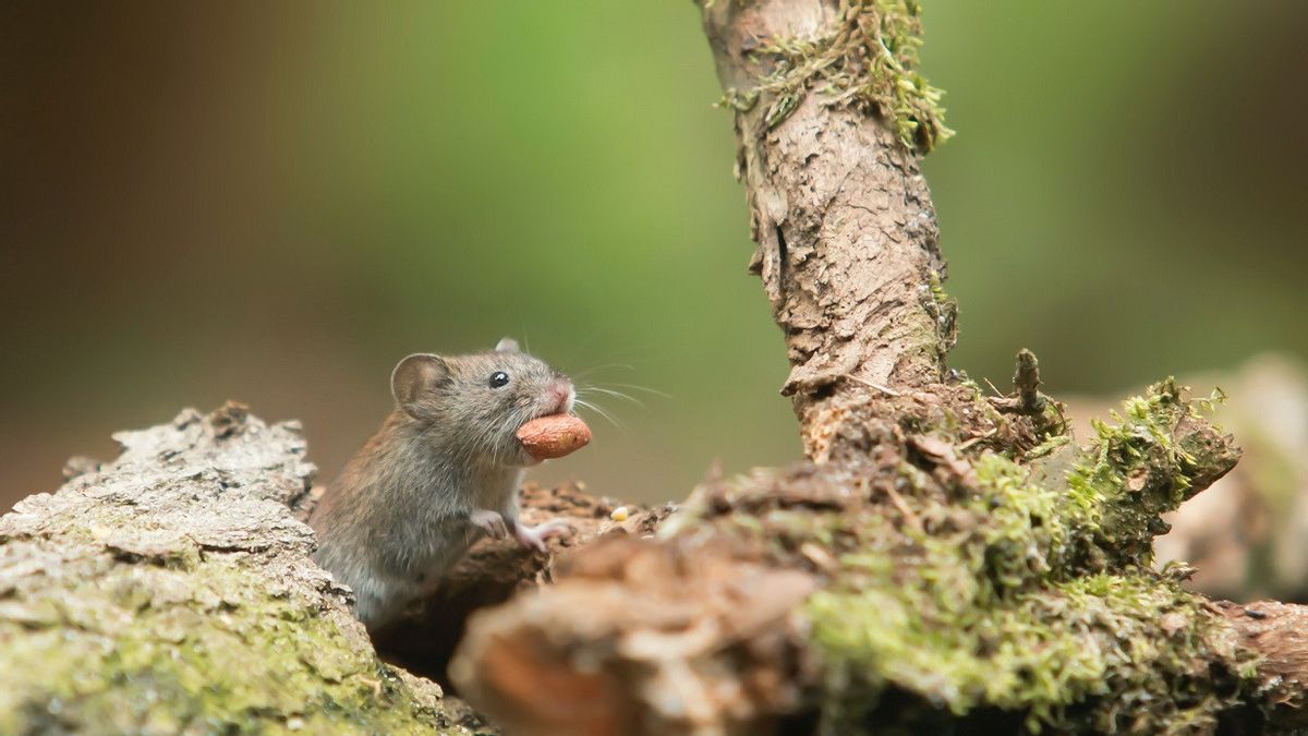 Exposure To Daily Chemicals, Male Rats Develop Female Characteristics