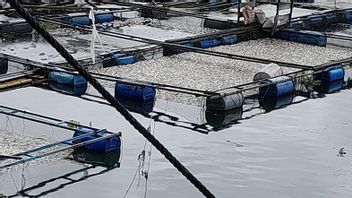 45 طنا من أسماك بحيرة مانينجاو تموت بسبب الرياح القوية والأمطار الغزيرة
