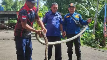 3メートルのパイソンがボゴールの住民の家に入る