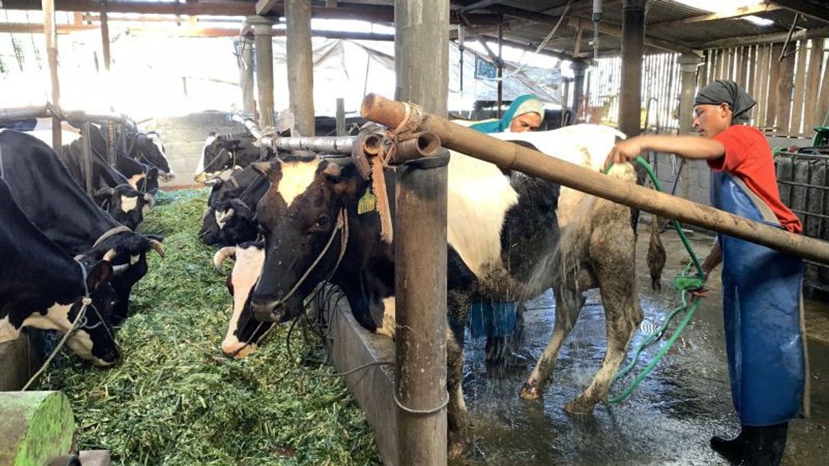 親愛なる農業大臣、パレンバンはFMDに暴露された牛のための薬を癒すのに苦労し始めています 