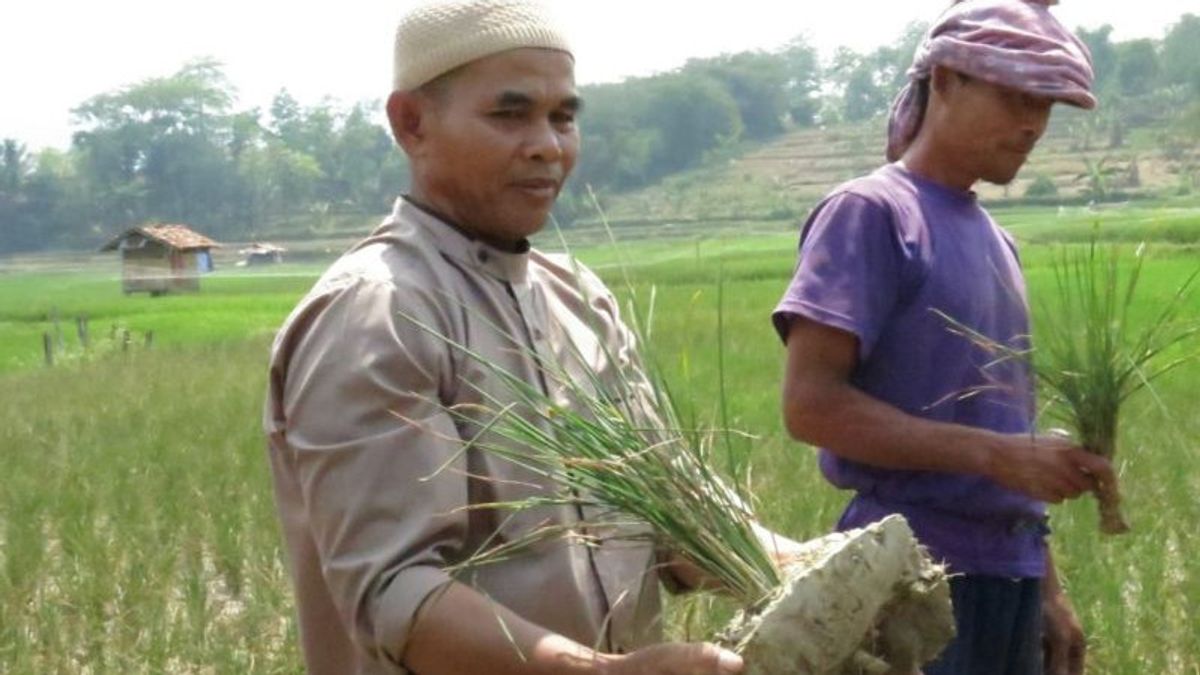 Bogor Regency Government Believes In Fulfilling Rice Needs Even Though 221 Hectares Of Land Fail To Harvest