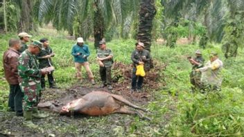 Cegah Korban Manusia, BBKSDA Pasang Kamera Jebak Pantau Harimau Serang Sapi Warga Siak