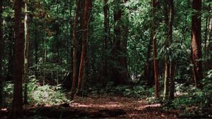 KLHK Puji Keberadaan Hutan Bengkulu yang Punya Peran Penting Penurunan Emisi Gas