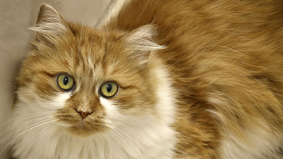 الكشف عن حالة تعذيب القط في بيكاسي التي ذهبت الفيروسية على وسائل الاعلام الاجتماعية