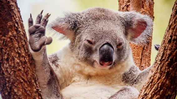 Prolonged Drought Causes Koala, Australia's Icon To Be Endangered!
