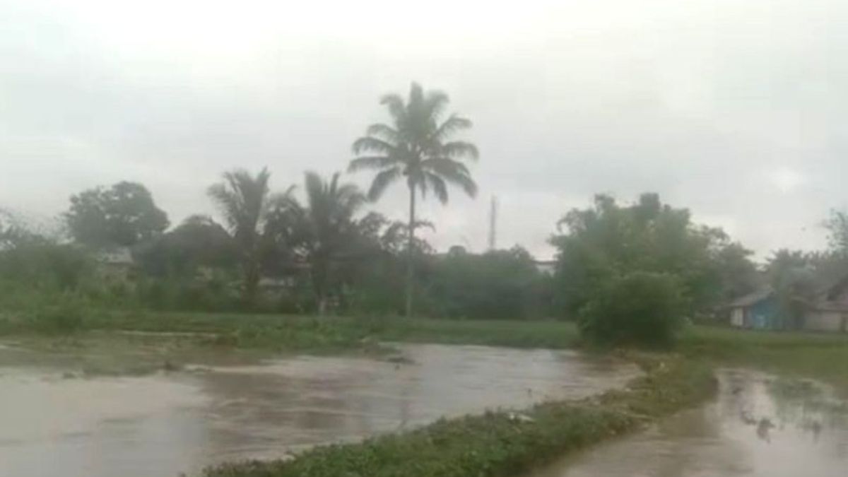23.5公顷稻田在Rejang Lebong Bengkulu被洪水破坏