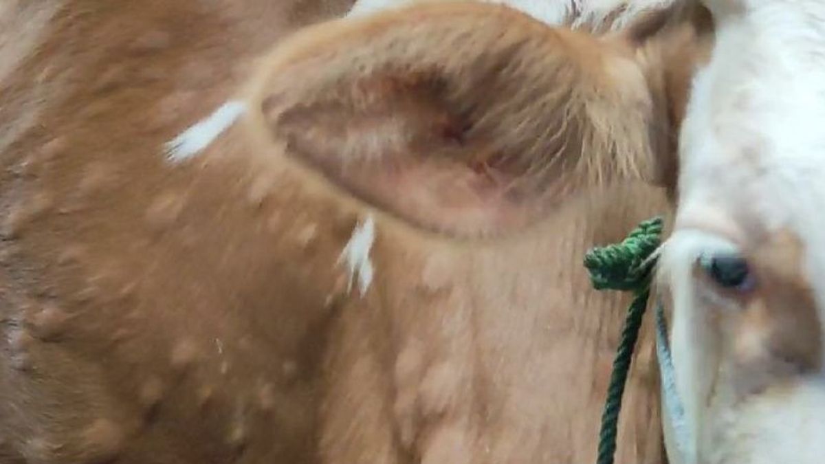 スラゲンの60頭の牛がLSDに陽性感染