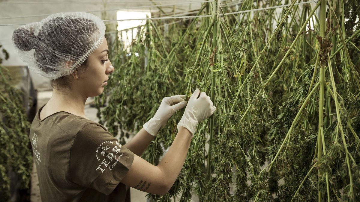 Israel Ready To Export Cannabis To Spur Economy