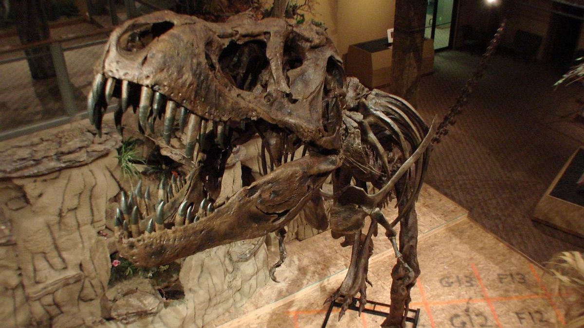 Le Tyrannosaurus Rex était Prêt à Chasser Les Proies Depuis Leur Naissance