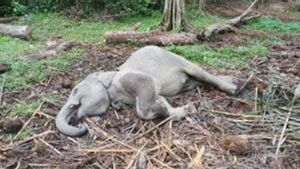 Warga Menemukan Anak Gajah 'Damar' Mati di Taman Buluh Cina Kampar Riau, Padahal Kemarin Masih Sehat