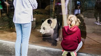 Memphis Zoo Return Panda Ya And Le Le To China After 20 Years