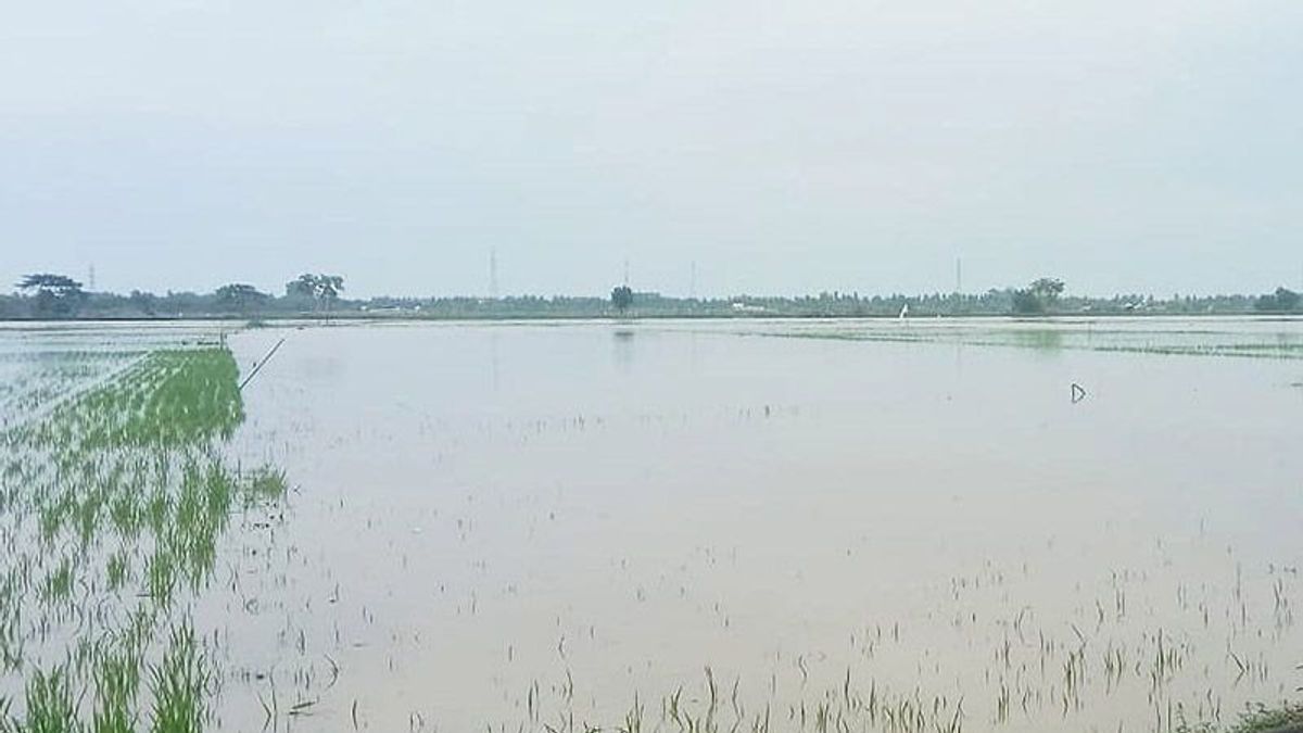 Sudah Capai Rp32,1 Miliar, Kerugian Sektor Pertanian Aceh Utara Akibat Banjir Masih Bisa Bertambah