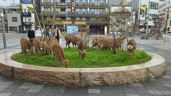 Humans At Home, Goats To Deer Roaming The City
